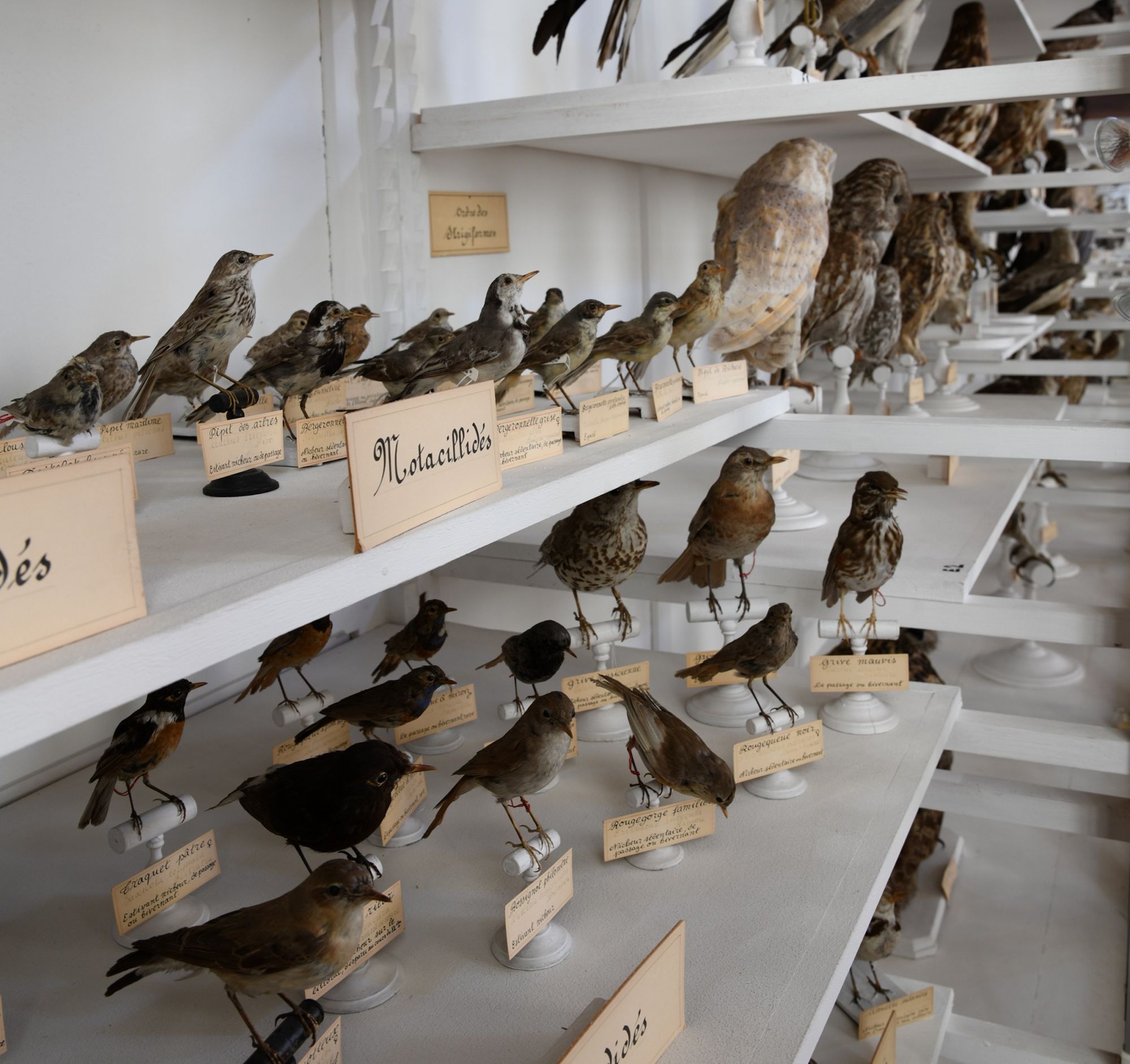 Les oiseaux de la Salle de Provence